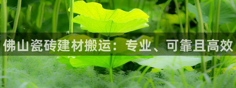 杏鑫招商总代