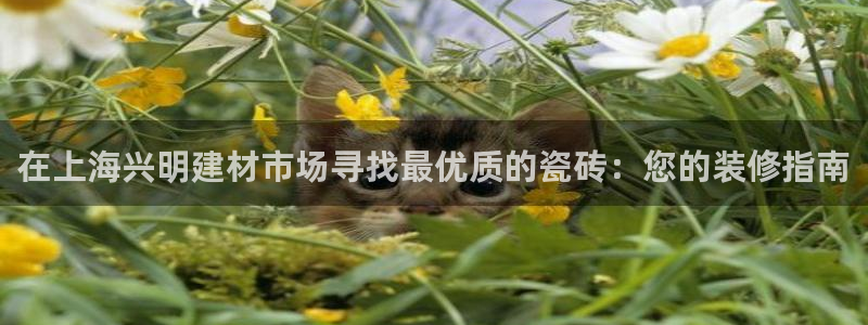 杏鑫手机客户端
