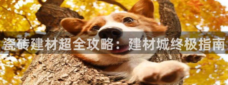 杏鑫平台怎么样